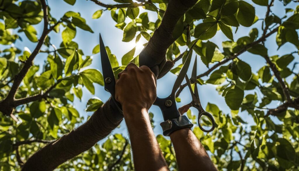 fruit tree pruning fruit tree pruning
