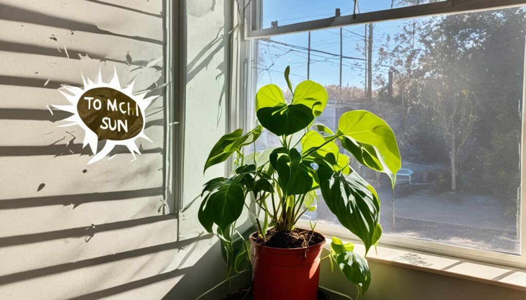 philodendron care mistakes philodendron care mistakes