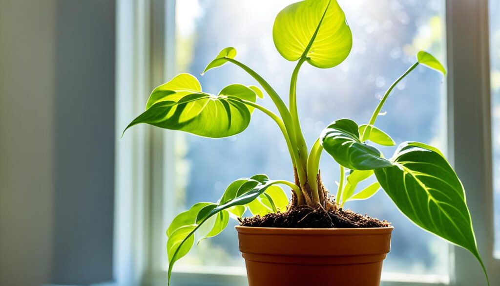 philodendron growth philodendron growth
